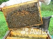 Пчелопакеты карпатской породы купить на Зозу.ру - фотография № 2