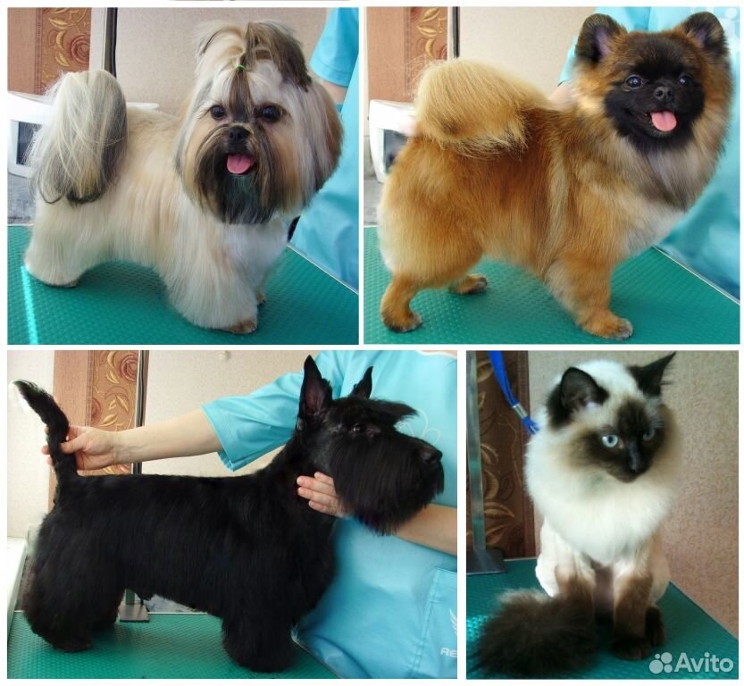 Обучение грумингу в санкт-петербурге. Объявление груминг собак и кошек. Грумер астрахань. Груминг астрахань для собак. Груминг астрахань.