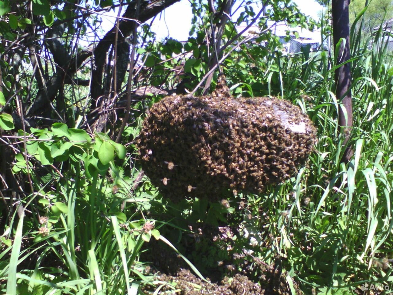 Пчелиный рой купить на Зозу.ру - фотография № 2