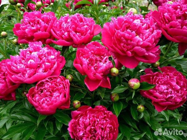 Продаю с кустов цветы роз, тюльпаны пионы и другие купить на Зозу.ру - фотография № 4