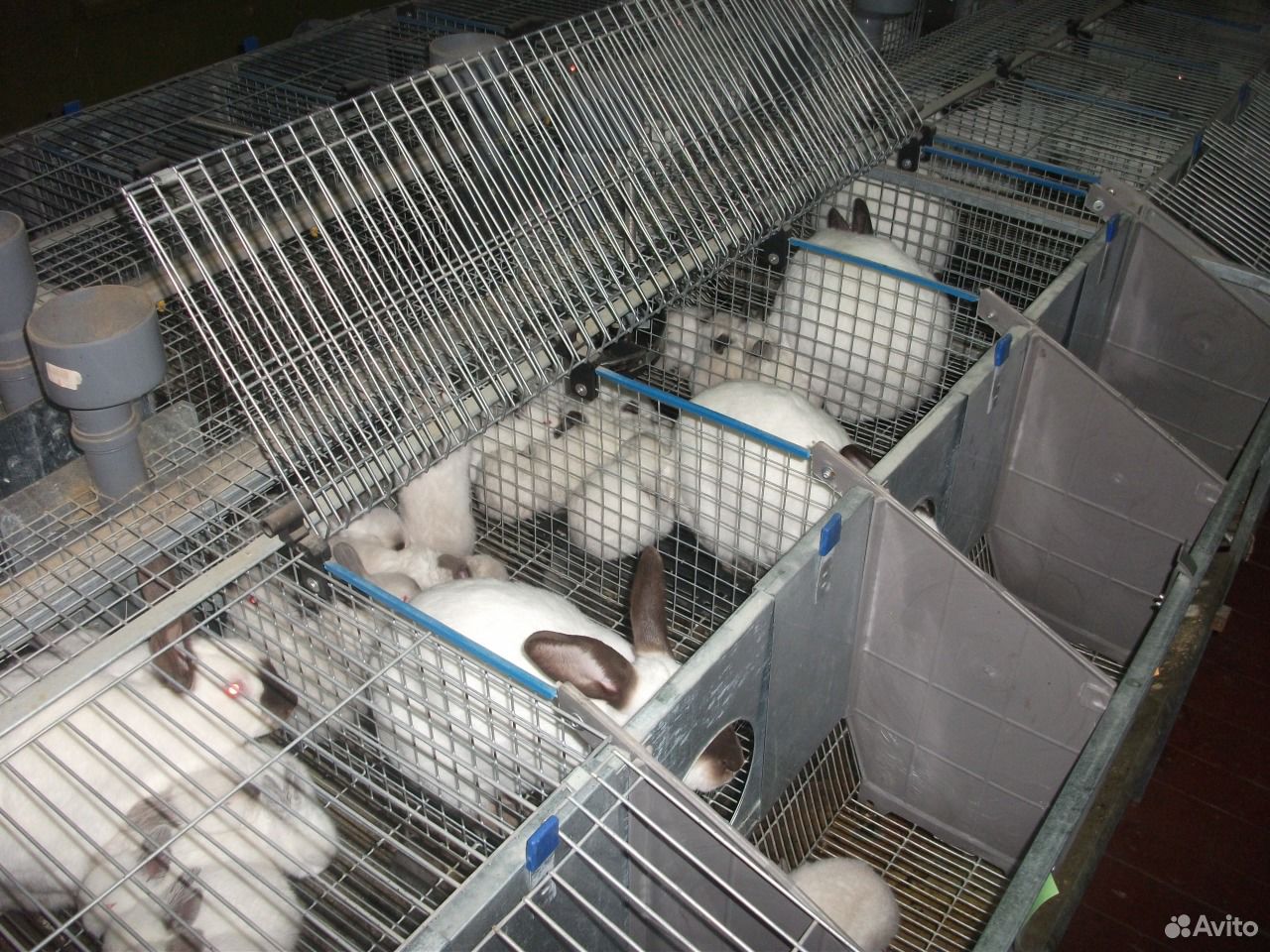 Крольчата любого возраста на вес купить на Зозу.ру - фотография № 1