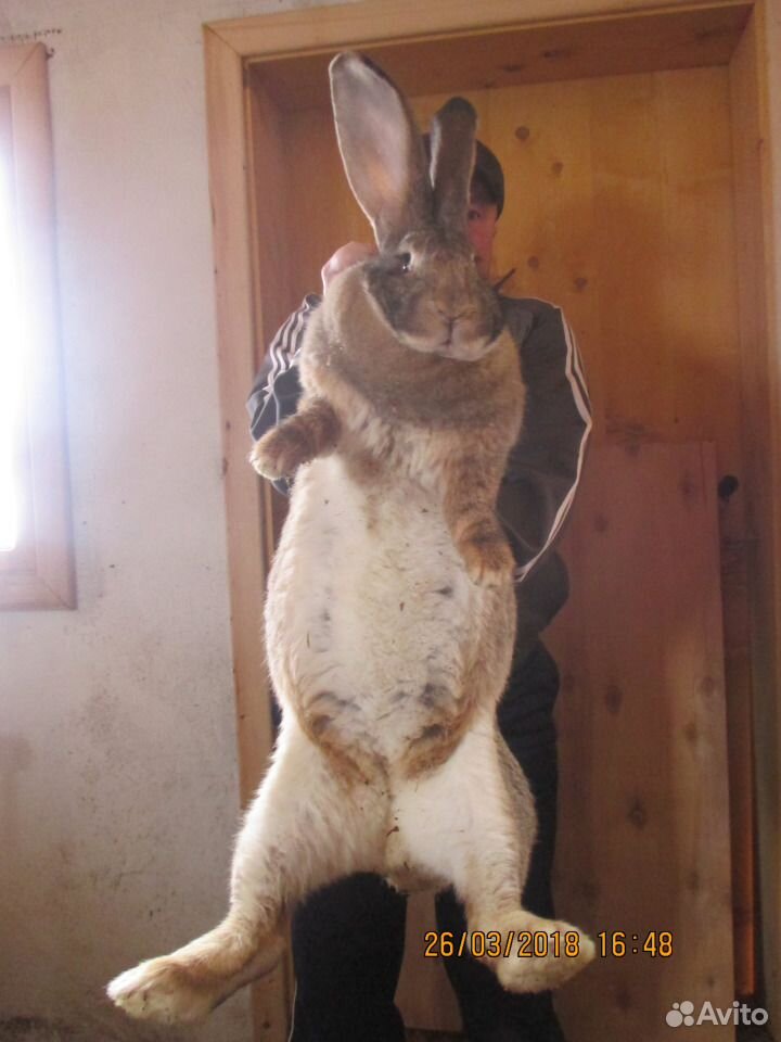 Кролики крупной мясной породы(гиганты) фландр купить на Зозу.ру - фотография № 10