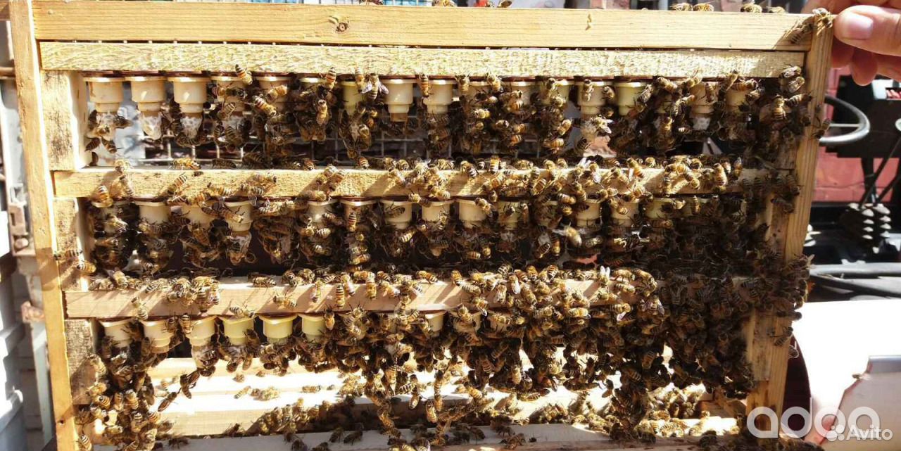 Матки пчелиные плодные Карника купить на Зозу.ру - фотография № 2