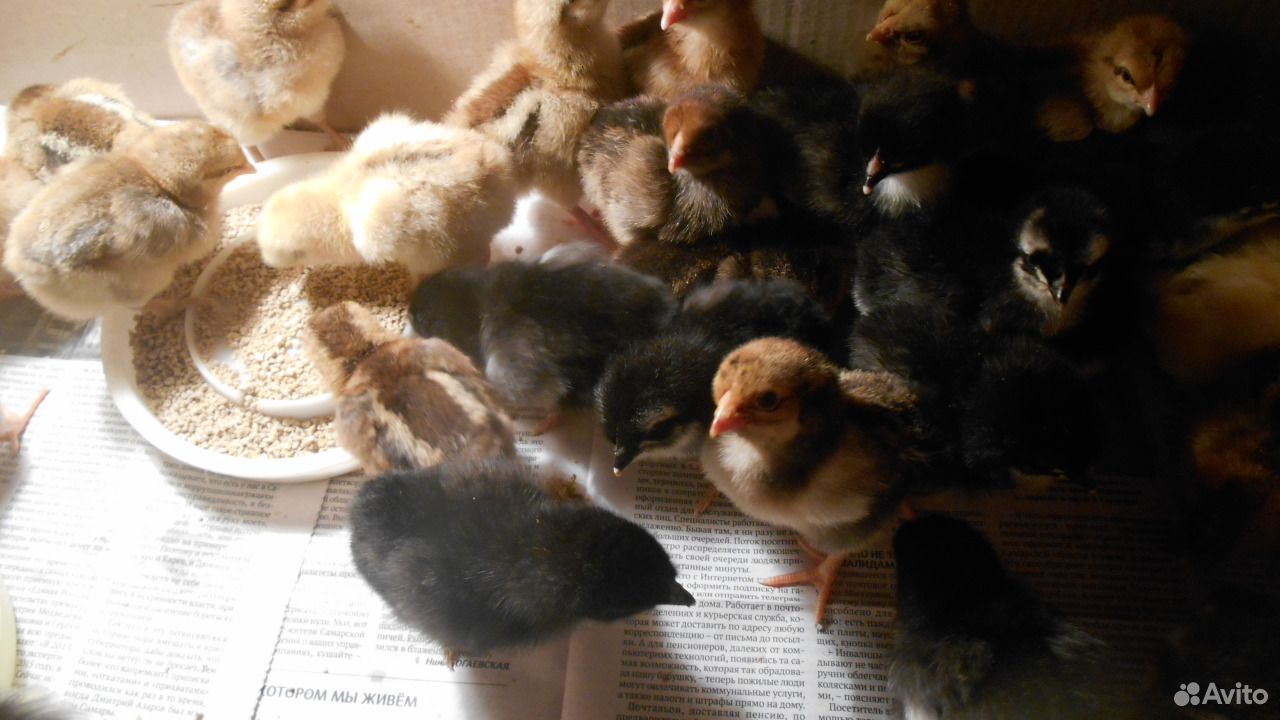 Инкуб. яйцо, цыплята Брама, Маран, Амрокс купить на Зозу.ру - фотография № 7