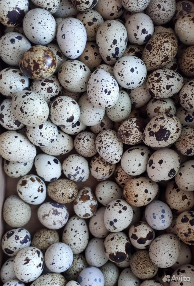 Яйцо домашнее перепелиное (крупное) купить на Зозу.ру - фотография № 3