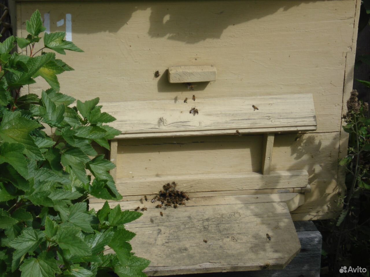 Продам пчелосемьи в ульях купить на Зозу.ру - фотография № 3