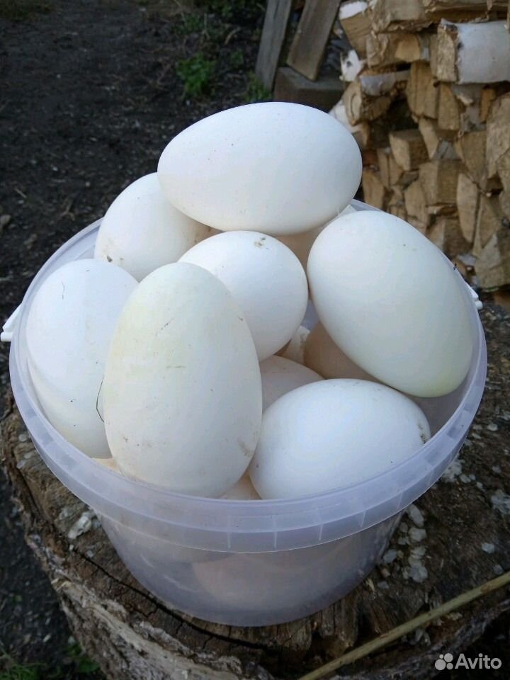 Инкубационное яицо гусей купить на Зозу.ру - фотография № 3