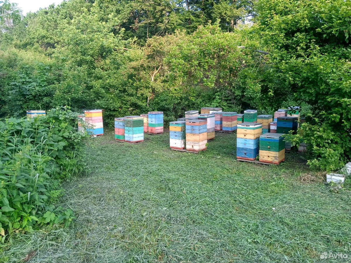 Пчелосемьи с ульями и медом купить на Зозу.ру - фотография № 2