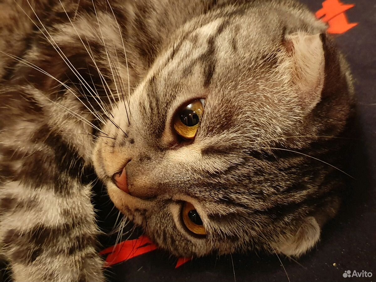 Шотландский вислоухий кот для вязки купить на Зозу.ру - фотография № 7