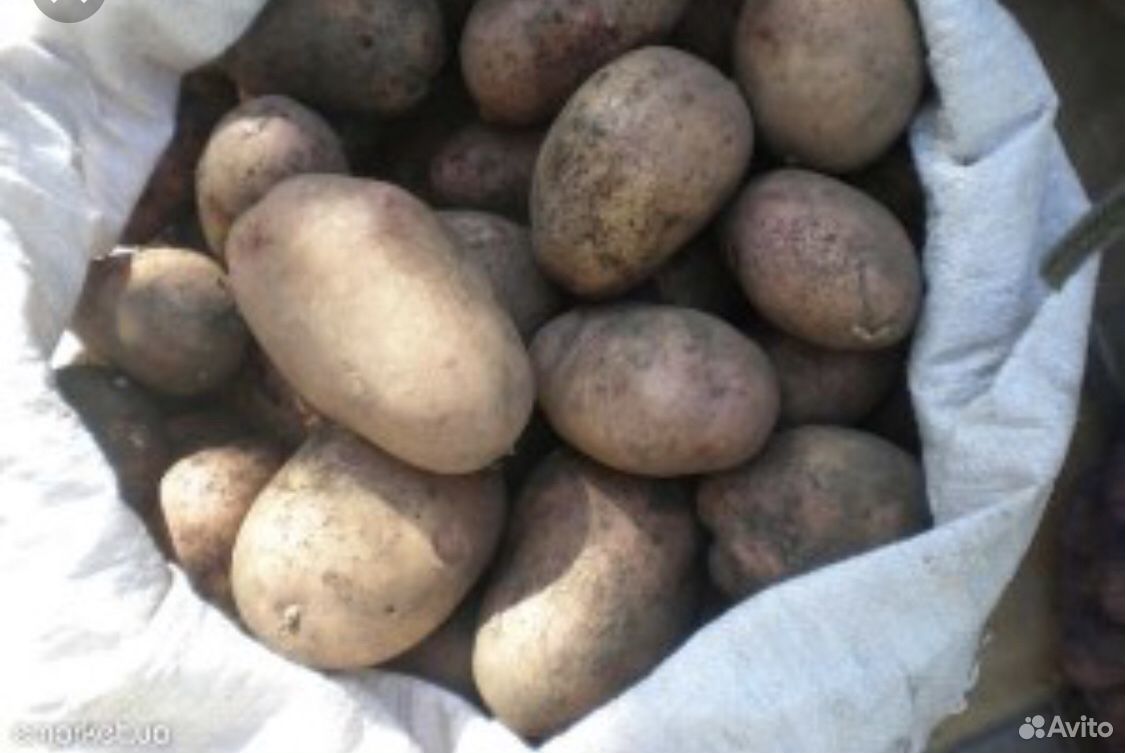Домашняя картошка в мешках