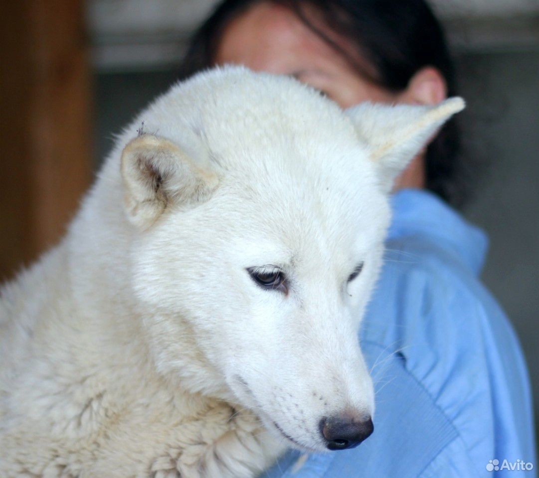 Белый волк хаски купить на Зозу.ру - фотография № 2