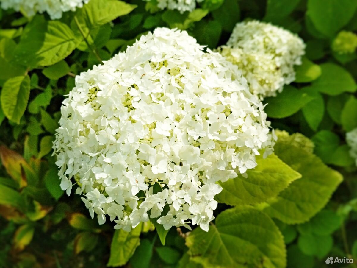 Излишки цветов купить на Зозу.ру - фотография № 1