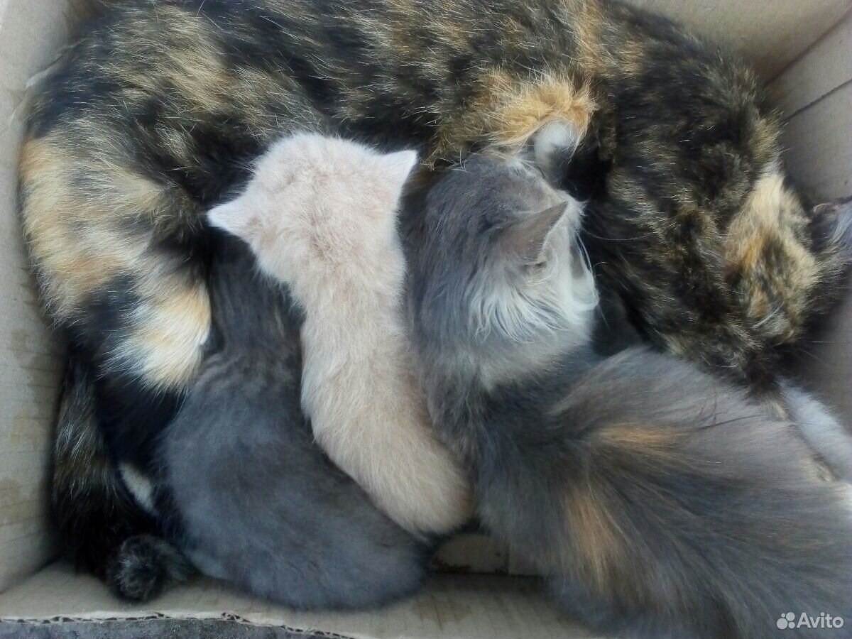 Три кота от трехцветной кошки купить на Зозу.ру - фотография № 1