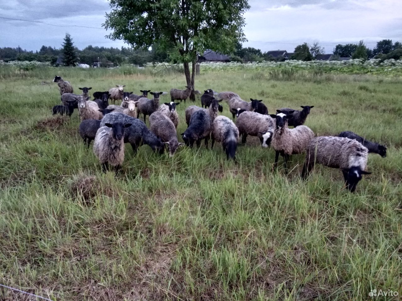 Ягнята ростовская область. Стадо овец на зеленом лугу.