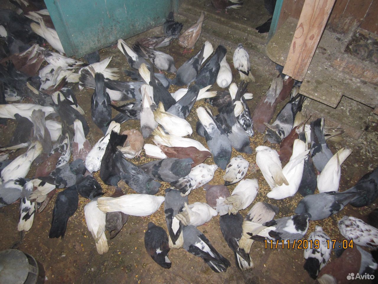 Продам Николаевских голубей в кол-ве 100 штук купить на Зозу.ру - фотография № 6