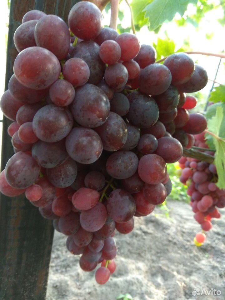 Саженцы столового винограда разных сортов купить на Зозу.ру - фотография № 2
