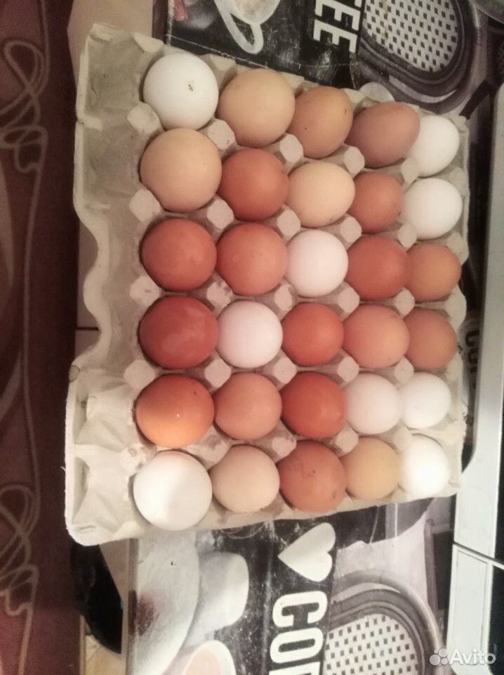 Домашние яйца куриные купить на Зозу.ру - фотография № 2
