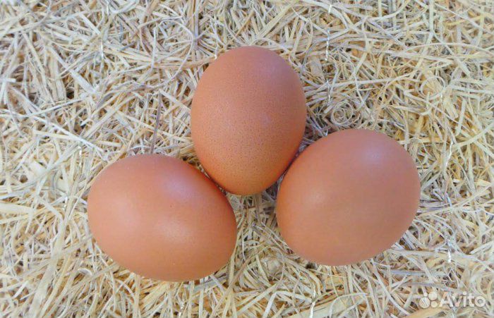 Яйца куриные. Живые витамины:) купить на Зозу.ру - фотография № 1