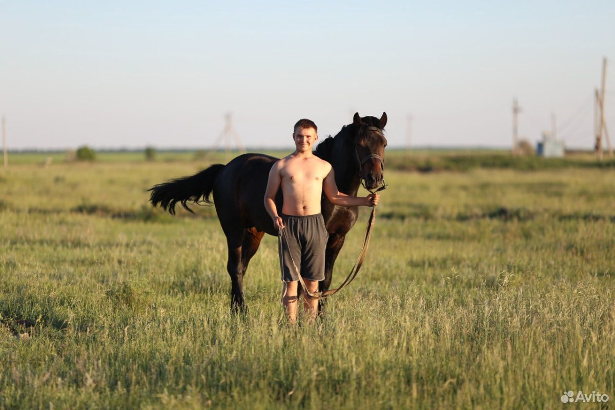 Продаётся жеребец(рабочий конь) купить на Зозу.ру - фотография № 6