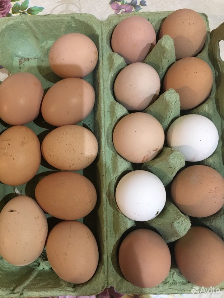 Домашние Яйца купить на Зозу.ру - фотография № 2