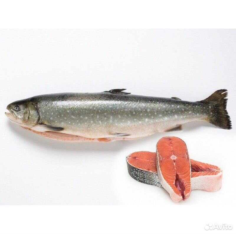 Голец Рыба Цена