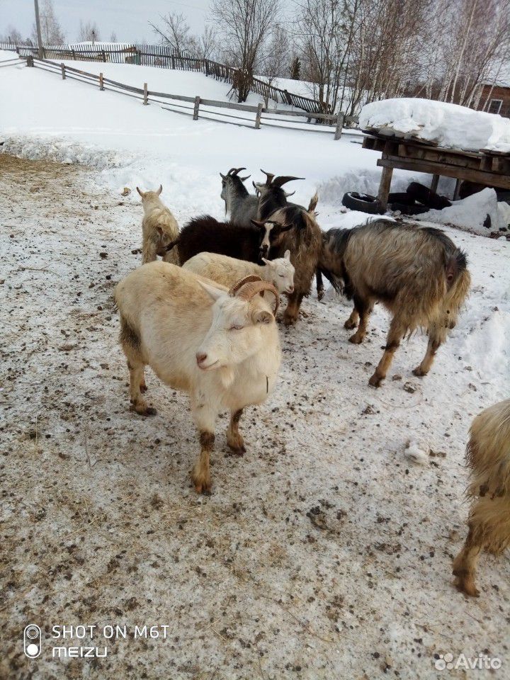 Быки, бараны, овцы, козы купить на Зозу.ру - фотография № 2