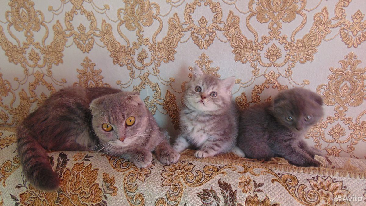 Продам котят купить на Зозу.ру - фотография № 1