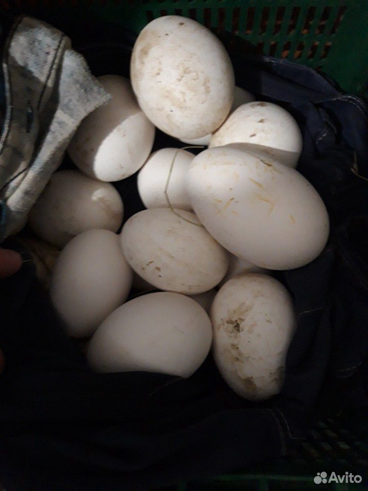 Яйца гусинные купить на Зозу.ру - фотография № 1
