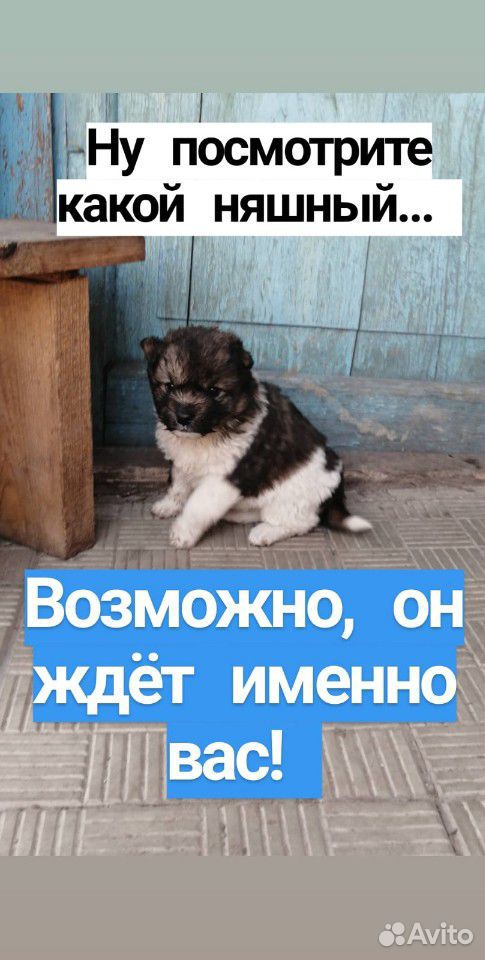 Очаровательные щенки благородной породы купить на Зозу.ру - фотография № 1