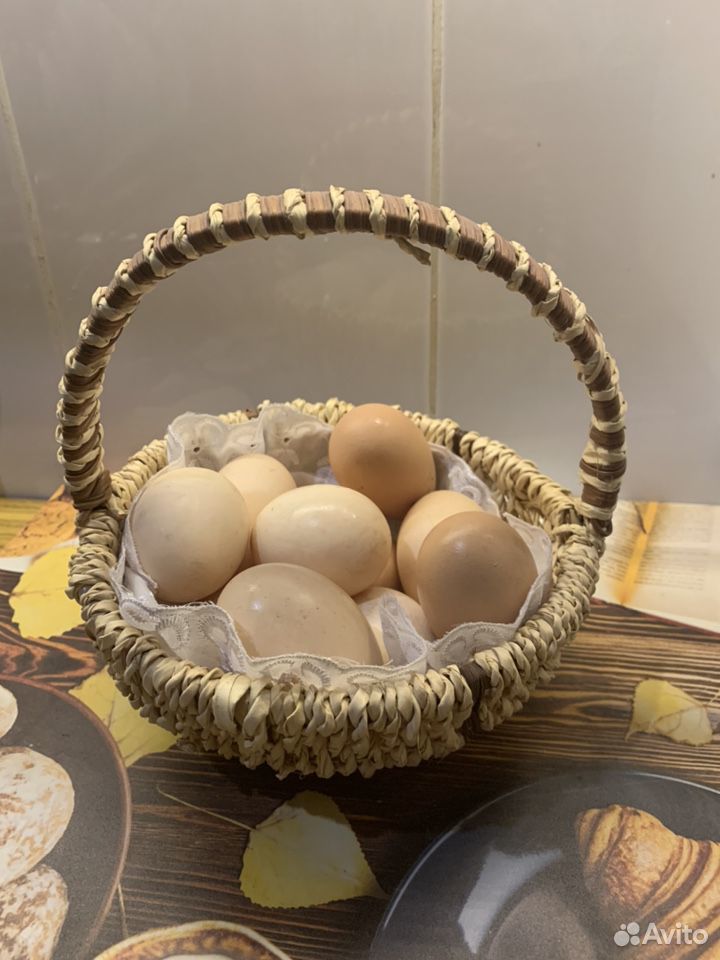 Продаются инкубационные яйца породы Амрокс купить на Зозу.ру - фотография № 1