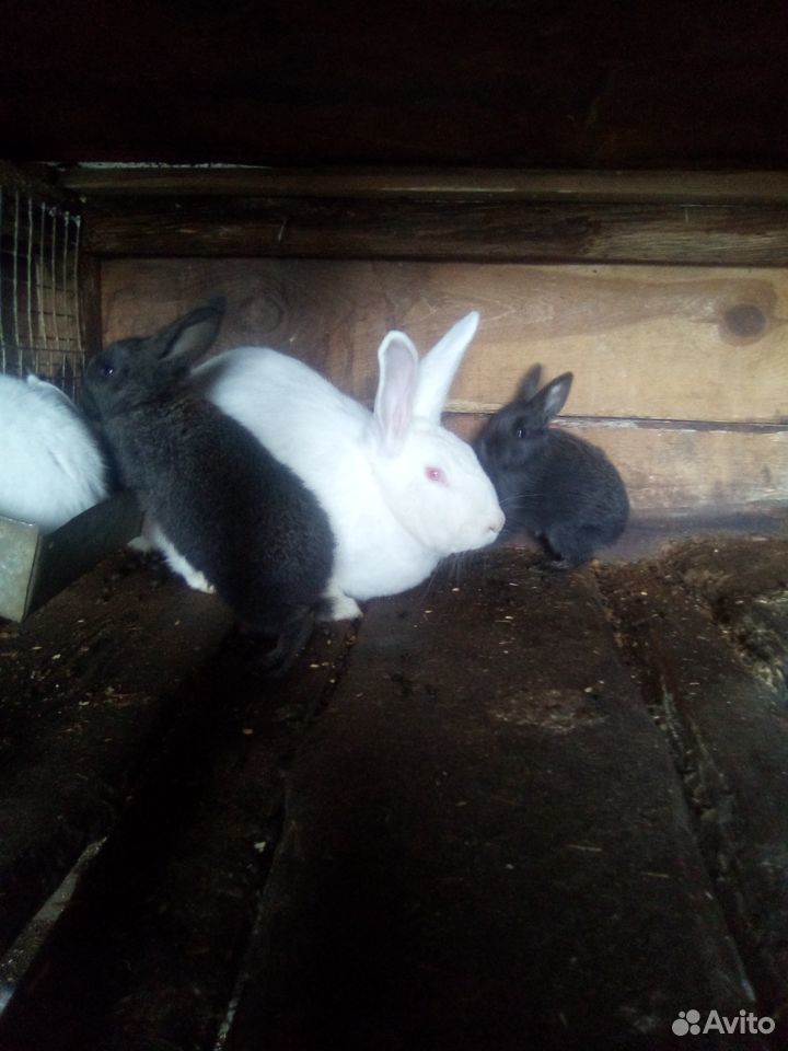 Домашние животные гуси утки кролики купить на Зозу.ру - фотография № 6