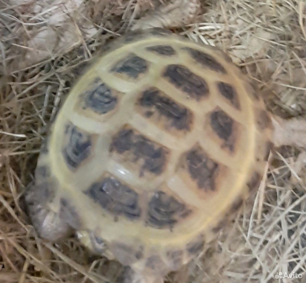 Продам сухопутную черепаху купить на Зозу.ру - фотография № 1