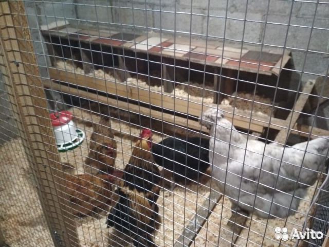 Цыплята от мясо-яичных кур купить на Зозу.ру - фотография № 9