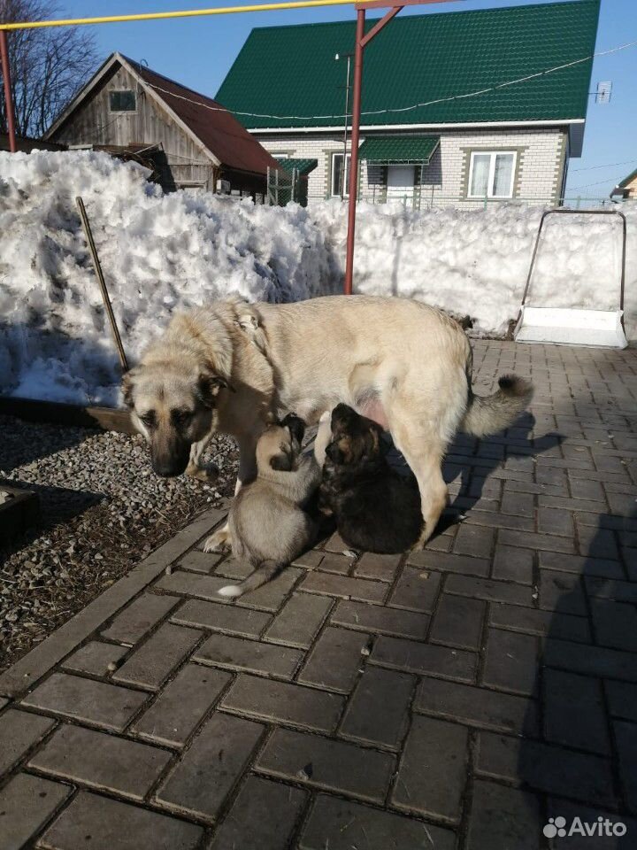 Отдаём крупного щенка в добрые руки для охраны в ч купить на Зозу.ру - фотография № 3