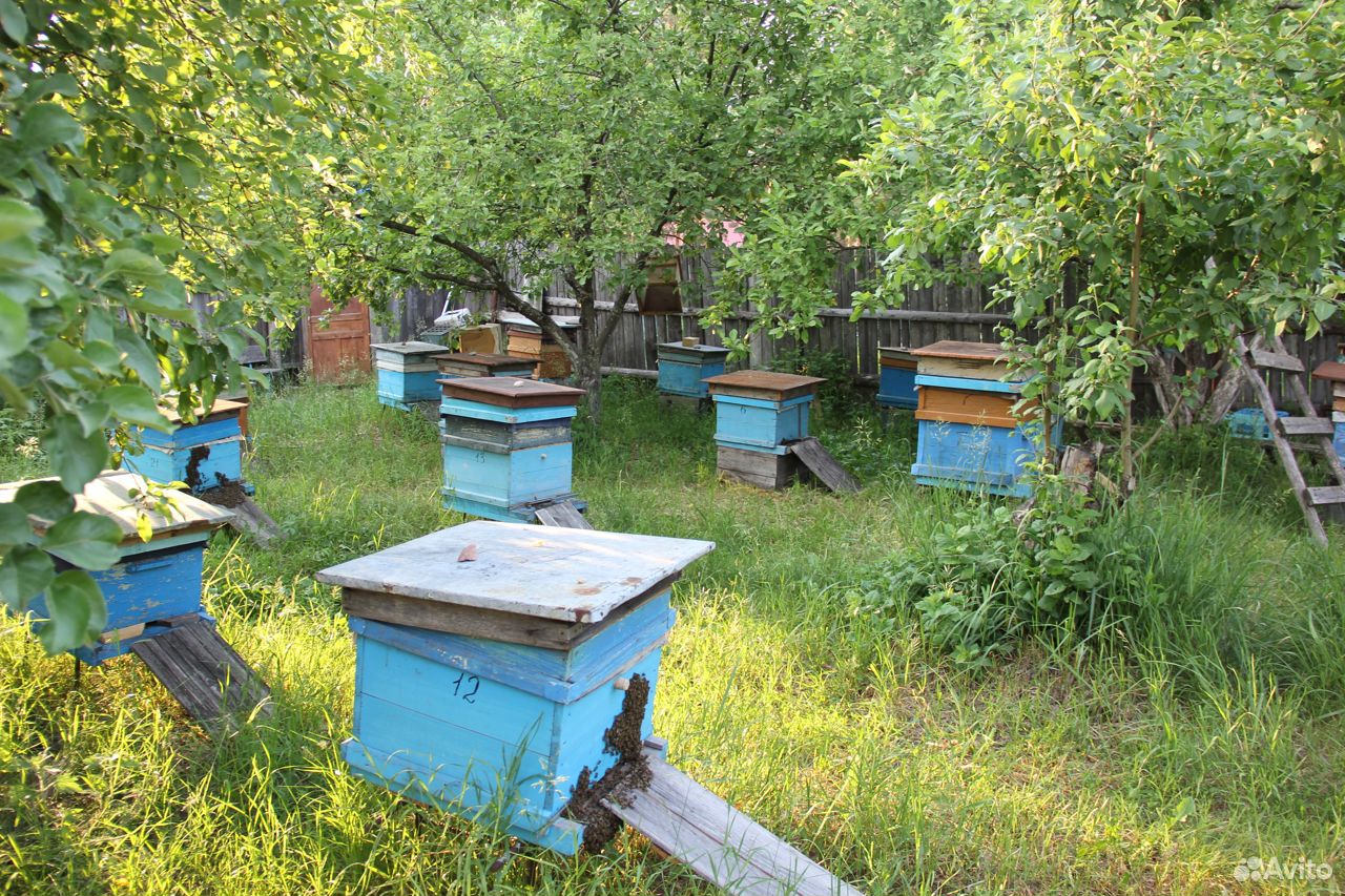Пчёлы с ульем и магазином купить на Зозу.ру - фотография № 1