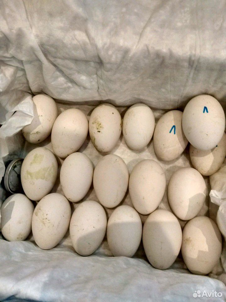 Инкубационные яйца гусей купить на Зозу.ру - фотография № 2