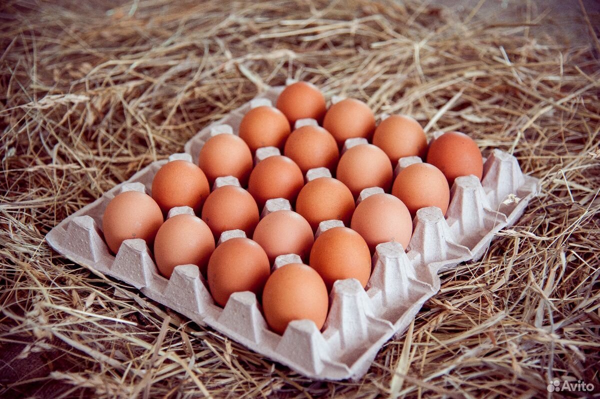 Яйцо куриное на инкубатор и для питания купить на Зозу.ру - фотография № 1
