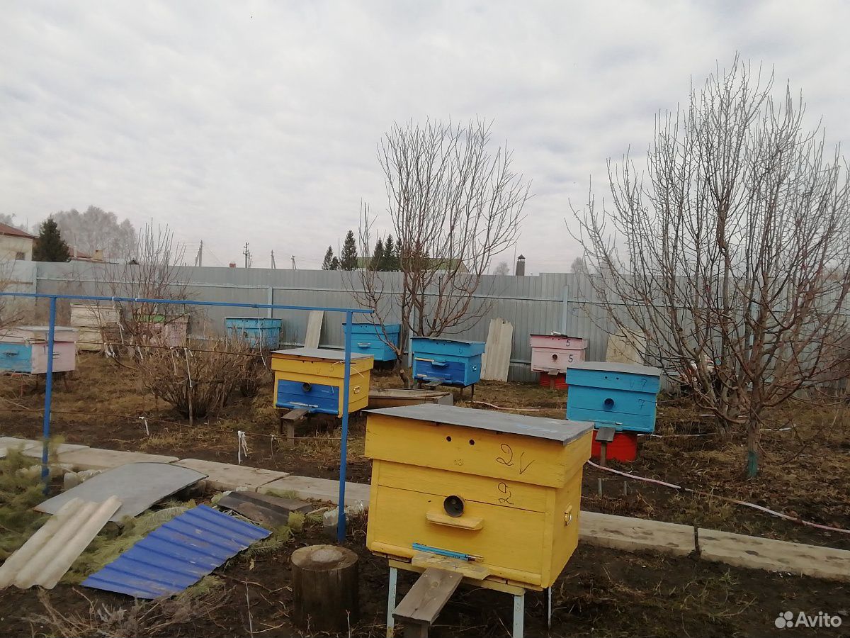 Продаём пчелосемьи купить на Зозу.ру - фотография № 4
