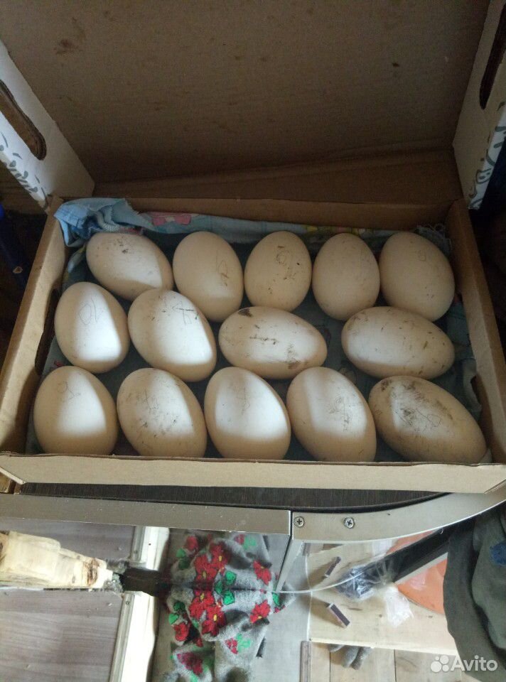Инкубационные гусиные яйца купить на Зозу.ру - фотография № 1