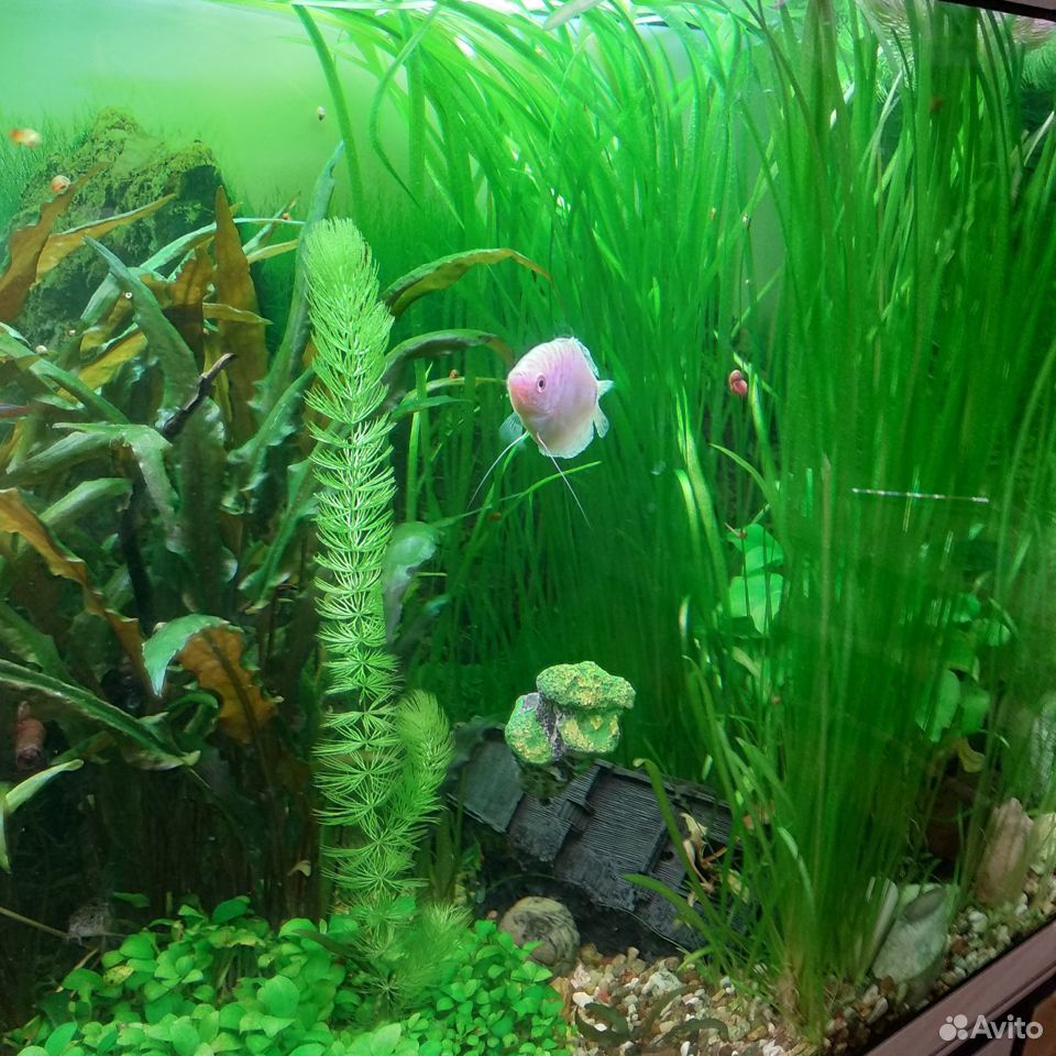 Растения в аквариум купить на Зозу.ру - фотография № 10