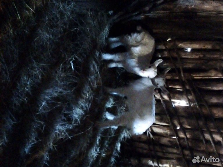 Продам козу и двух козлят купить на Зозу.ру - фотография № 1