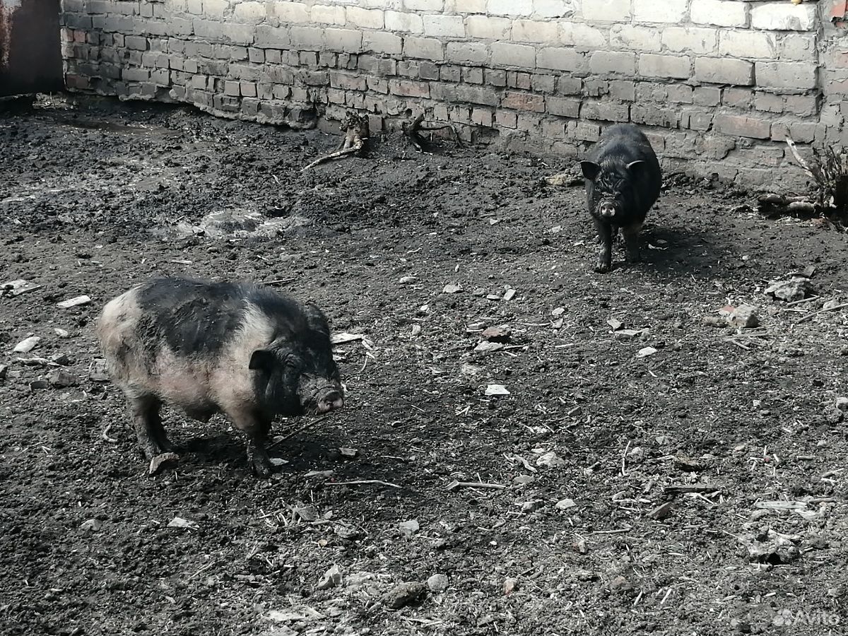 Вьетнамский свинки купить на Зозу.ру - фотография № 3
