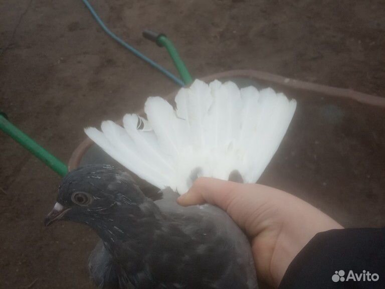 Никалаевские голуби купить на Зозу.ру - фотография № 8