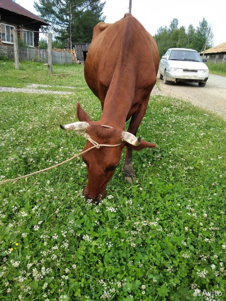 Продам суксунскую корову купить на Зозу.ру - фотография № 4