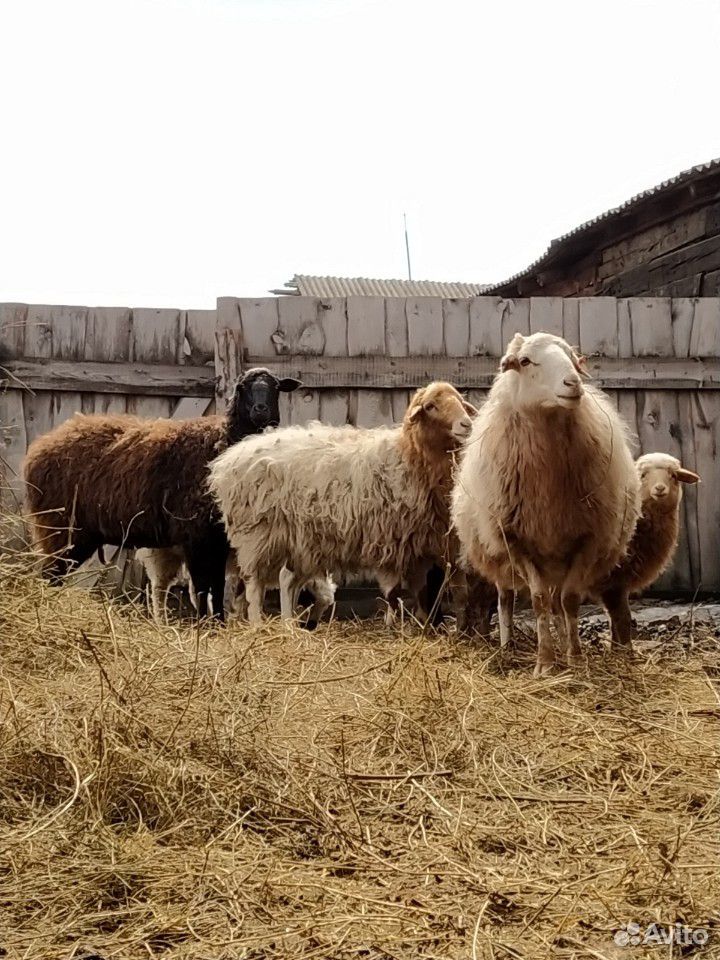 Продам овец купить на Зозу.ру - фотография № 1