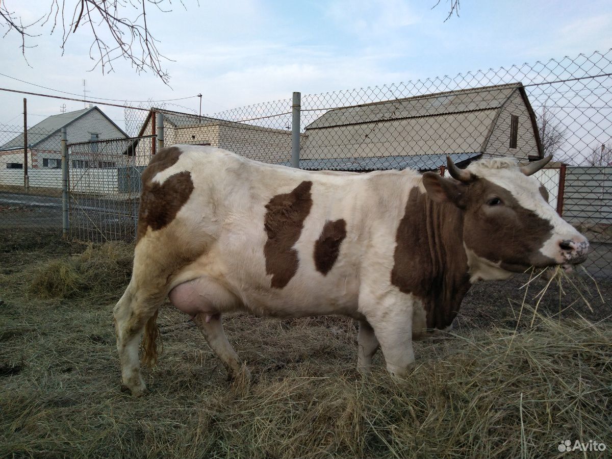 Продаётся корова-первотелок, бычки и козлик купить на Зозу.ру - фотография № 1