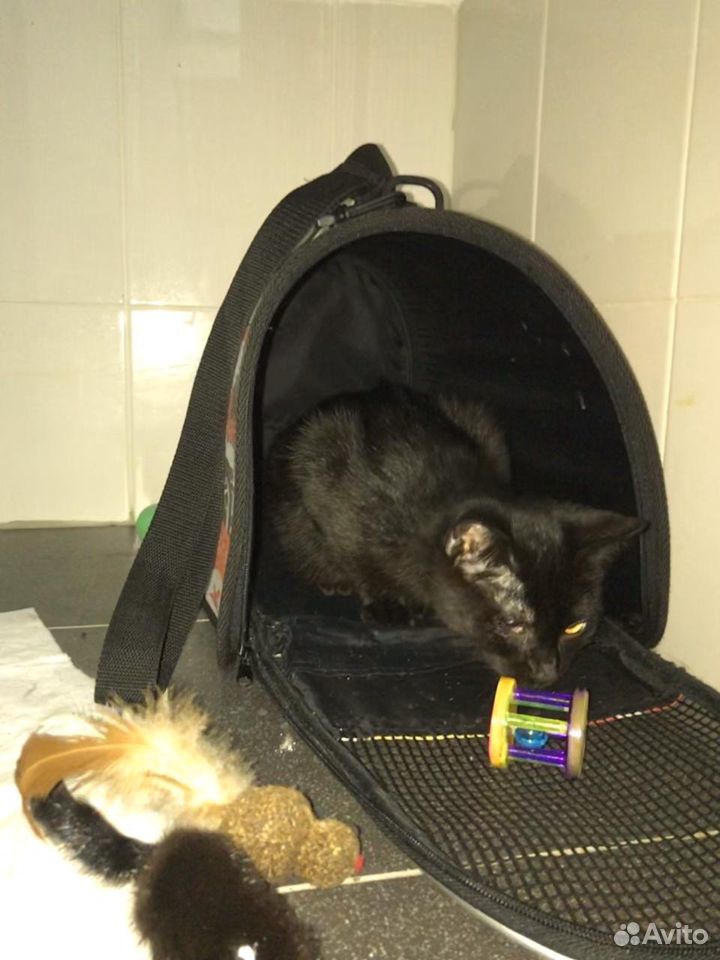 Черная кошка "Чуртушь" купить на Зозу.ру - фотография № 5