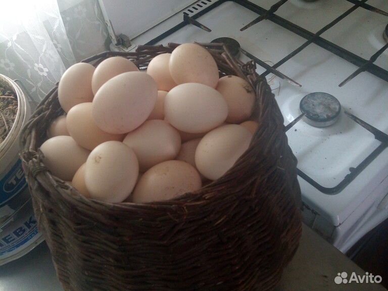 Продаю яйцо инкубационное купить на Зозу.ру - фотография № 1