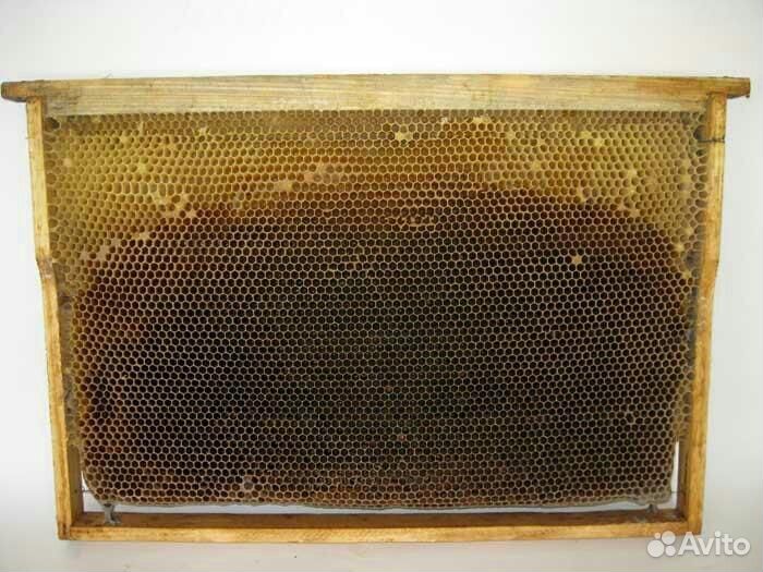 Суш для пчёл рамки купить на Зозу.ру - фотография № 1