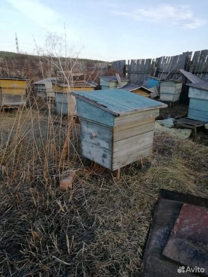Продам пчелосемьи 5000+улиц купить на Зозу.ру - фотография № 2